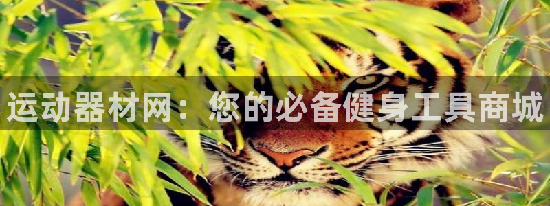 征途国际娱乐网站：运动器材网：您的必备健身工具商城